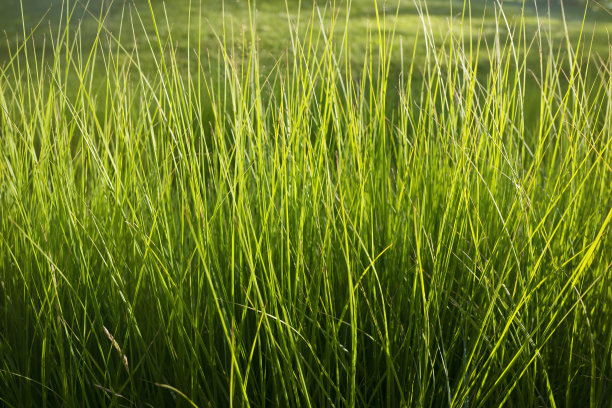 芒种夏至小暑夏至