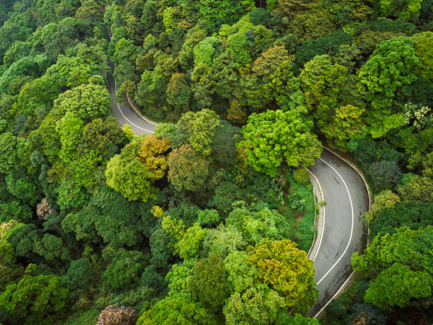 热带森林中的花朵，泰国