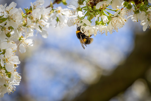 蜜蜂在樱花上采蜜