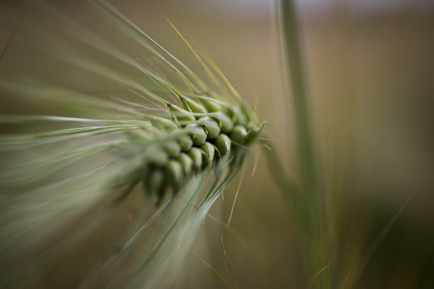 大麦种植
