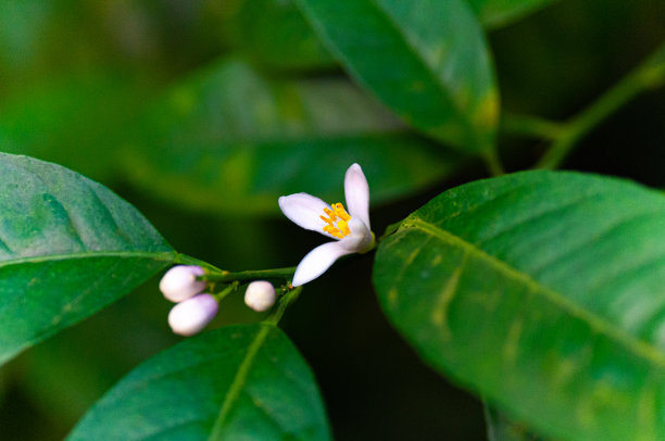 白色花朵的柑橘树枝