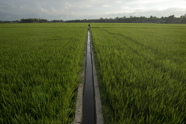 水稻栽培