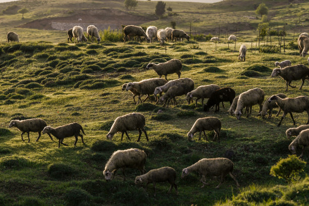 牧羊人的生活