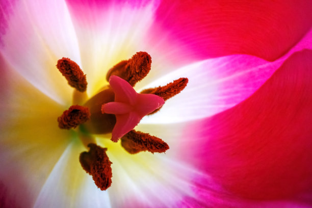 花卉摄影花朵特写素材郁金香花