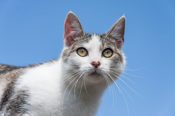 夏日小猫