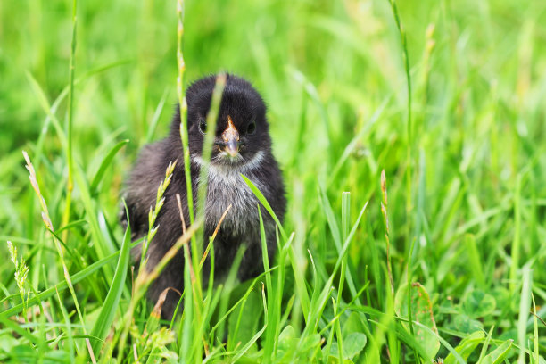 草地上的一只母鸡