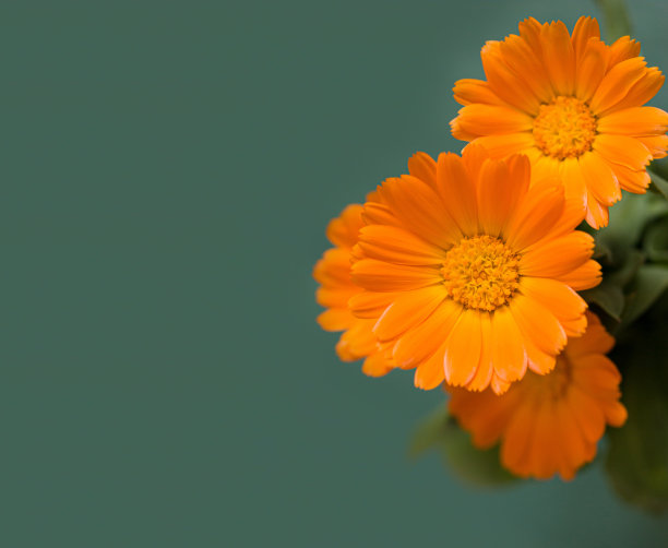 药用花