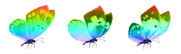 morpho