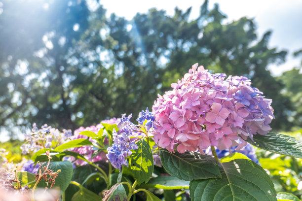 阳光绣球花