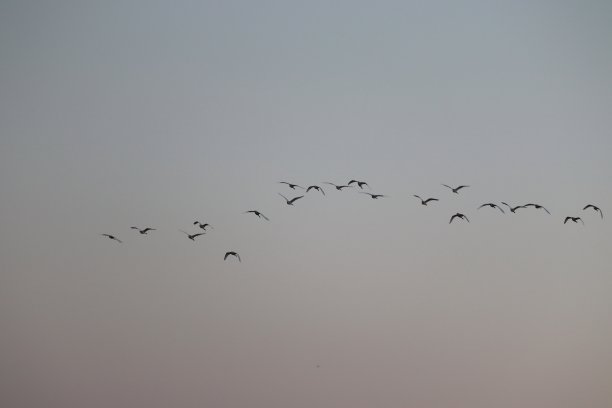 清晨鸟群