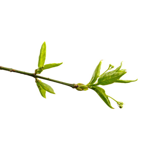 twig
