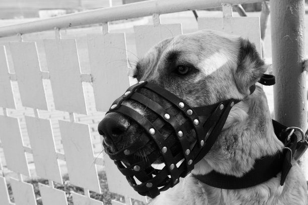 muzzle