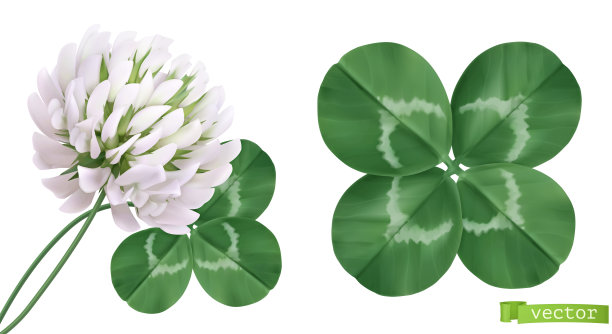 shamrock