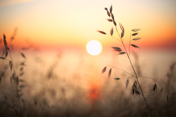 夕阳下的芦苇花