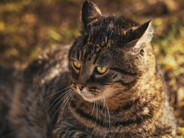 高冷猫