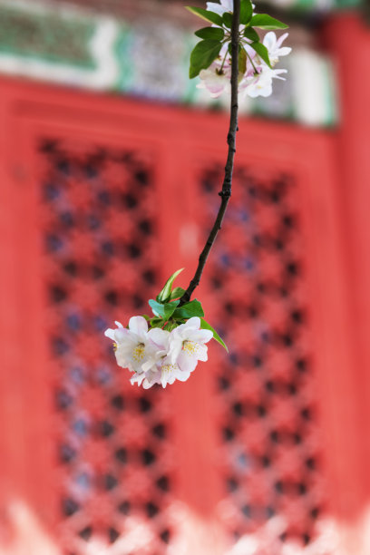 秋海棠花
