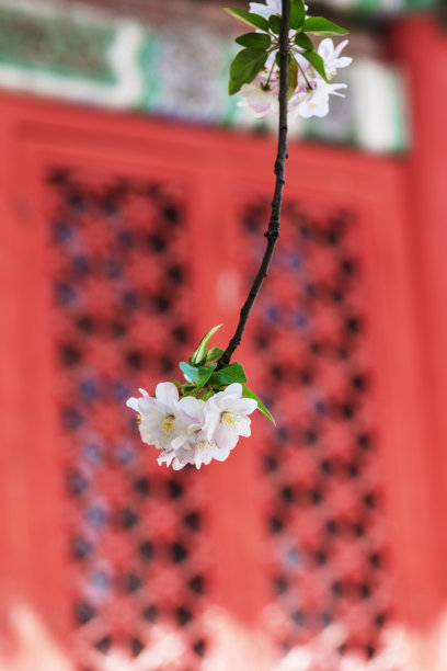 绿化