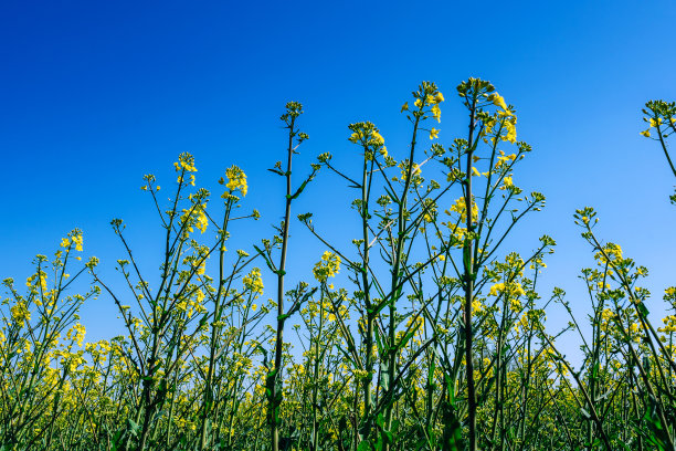 油菜花大地田园景观