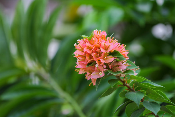 三角梅鲜花素材