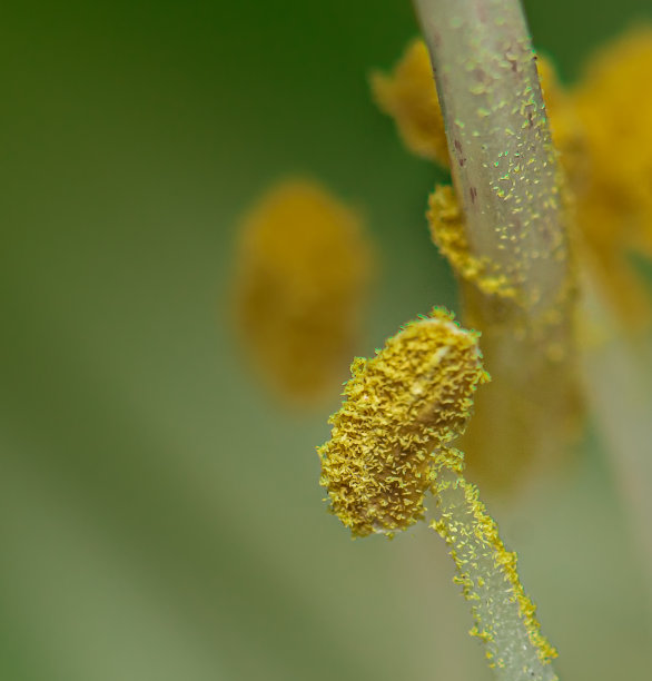 室外植物花蕊