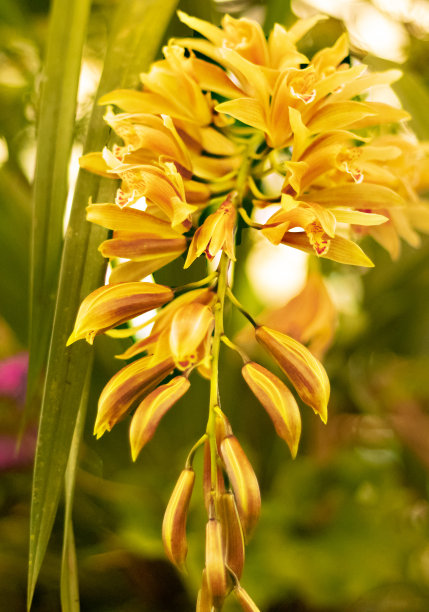 cymbidium