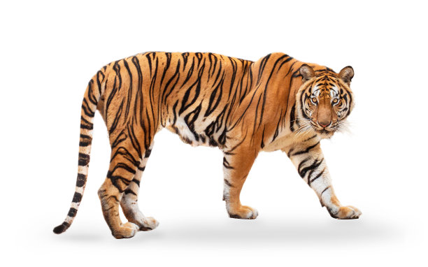tiger