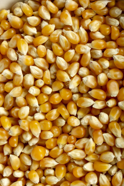 玉米棒背景图片