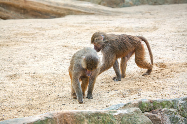 动物园嬉戏的猴子
