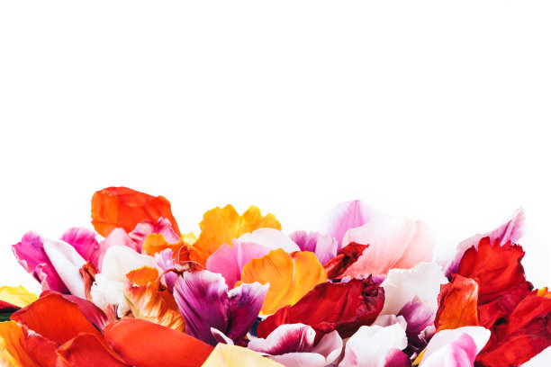 橙红色花朵条纹背景图案