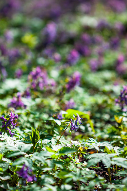 corydalis