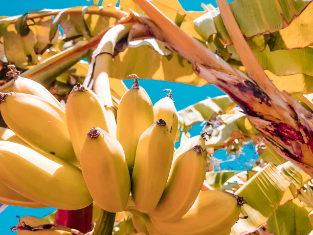 香蕉树种植园香蕉果实