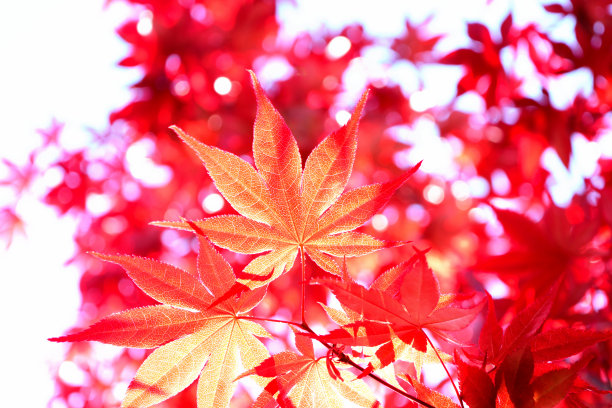 秋天红色和黄色的枫叶