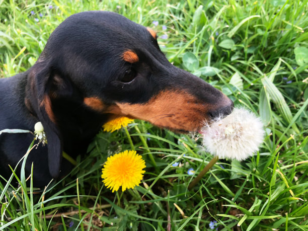 可爱的,纯种犬,肖像