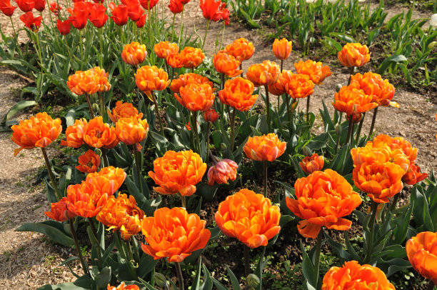 橙红色花朵条纹背景图案