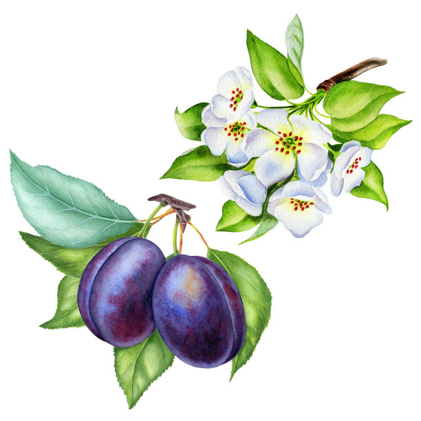 西梅水果插画