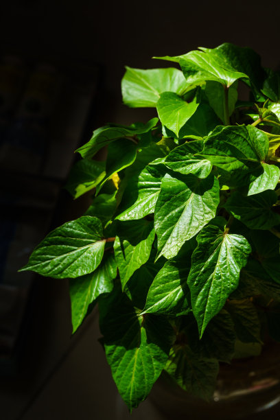 山药种植