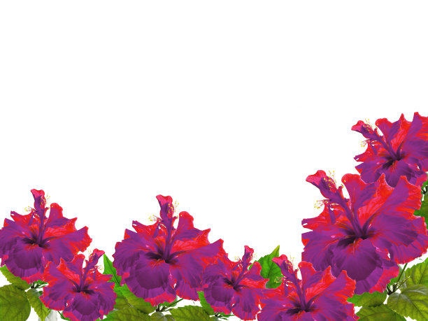 紫月季花