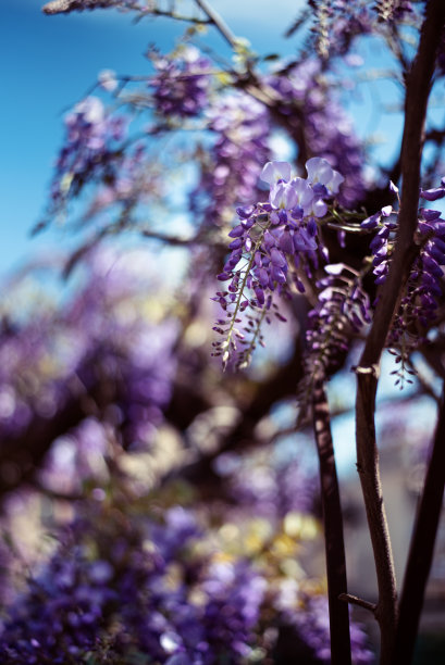 紫藤花苞