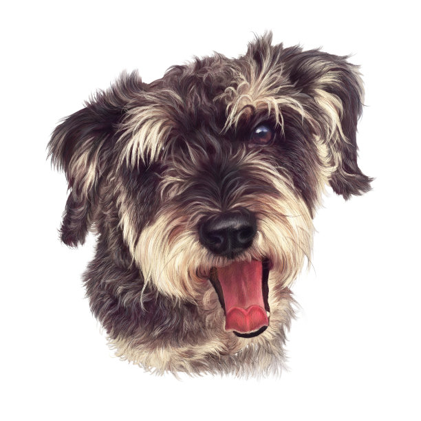 schnauzer