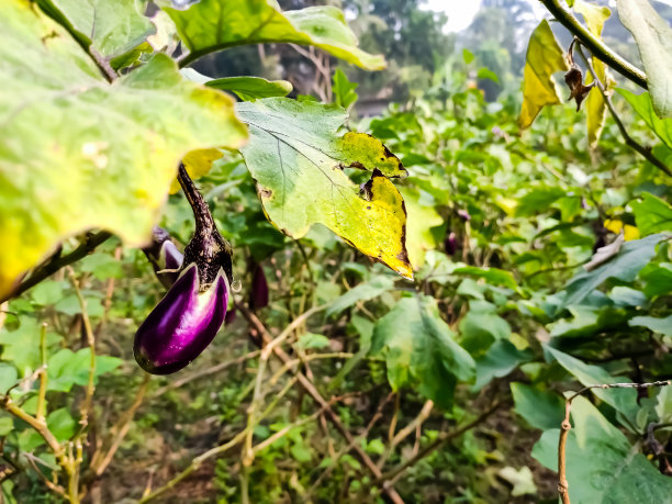 紫茄子树