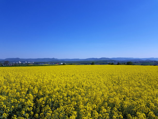 油菜花和麦地