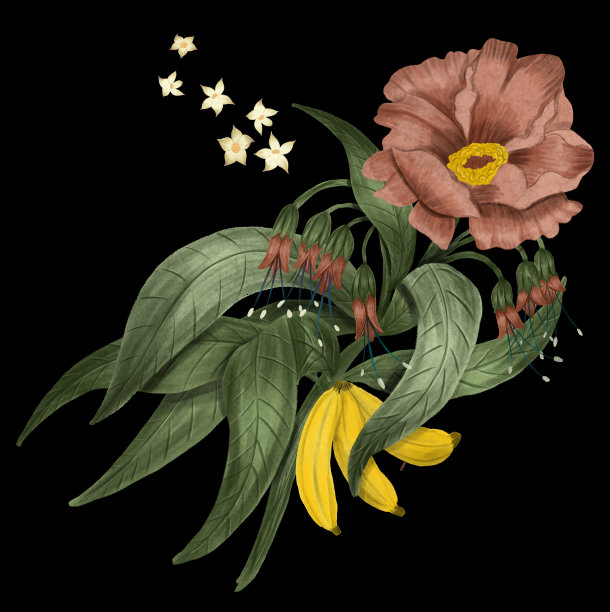 牡丹花插画