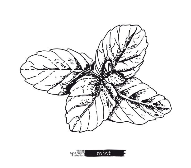 薄荷矢量插画