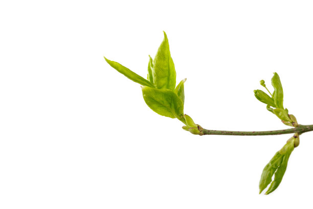 twig
