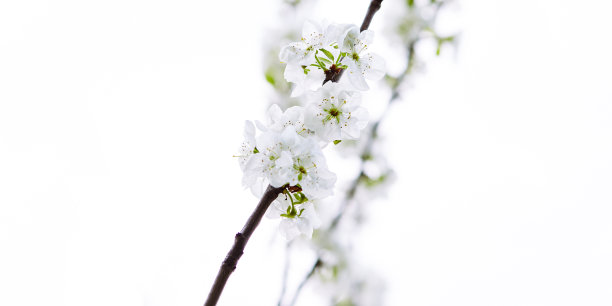 李子开花