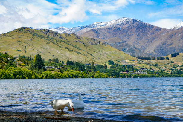 hawea