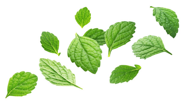 spearmint