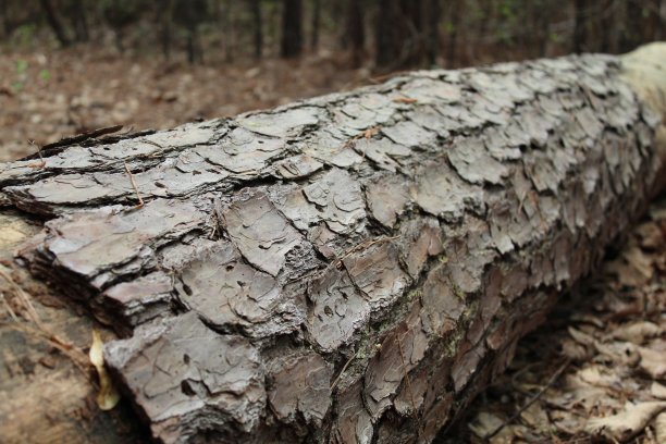 砍伐树木素材