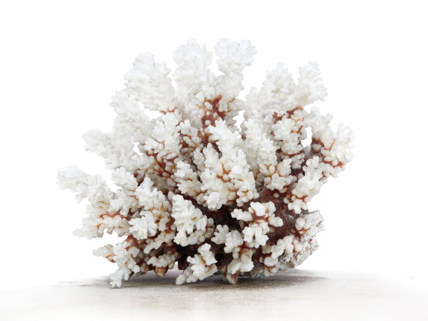 corals