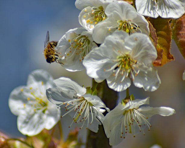 花朵上采蜜的蜜蜂